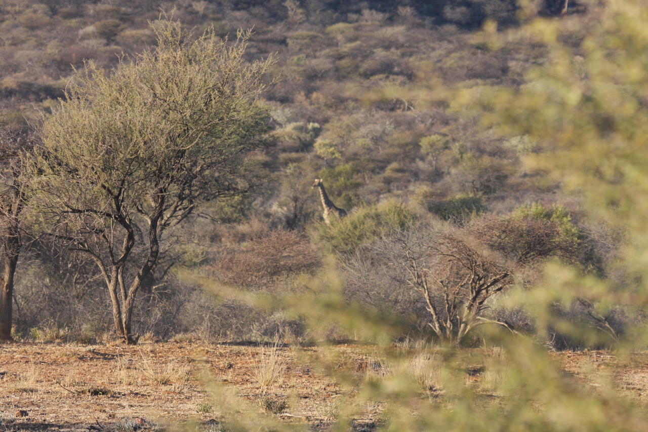 [514] 2016_06_22_02_09_11_Africa_Canon_EOS_40D_IMG__00002.jpg