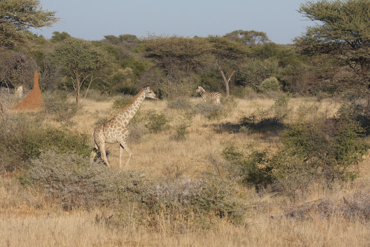 [554] 2016_06_22_02_15_24_Africa_Canon_EOS_40D_IMG__07480.jpg