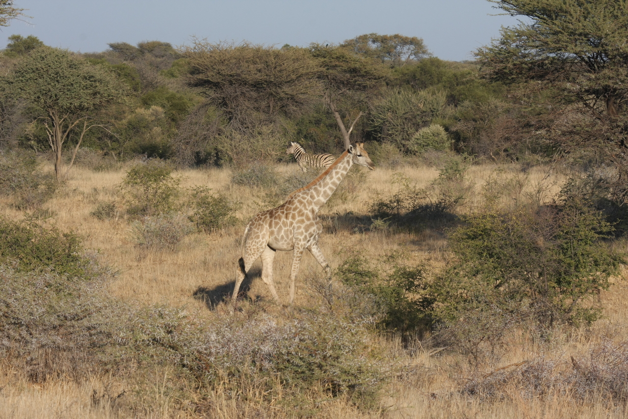 [558] 2016_06_22_02_15_27_Africa_Canon_EOS_40D_IMG__00016.jpg