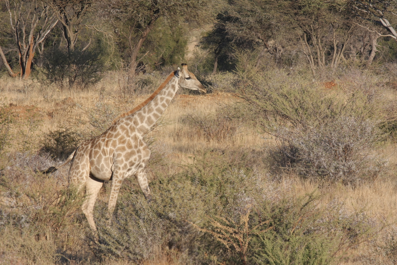 [567] 2016_06_22_02_15_40_Africa_Canon_EOS_40D_IMG__00038.jpg