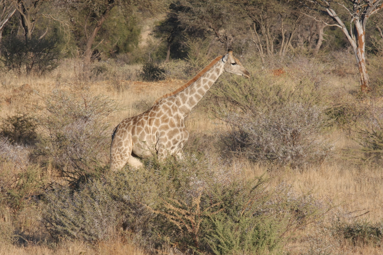 [571] 2016_06_22_02_15_41_Africa_Canon_EOS_40D_IMG__00039.jpg