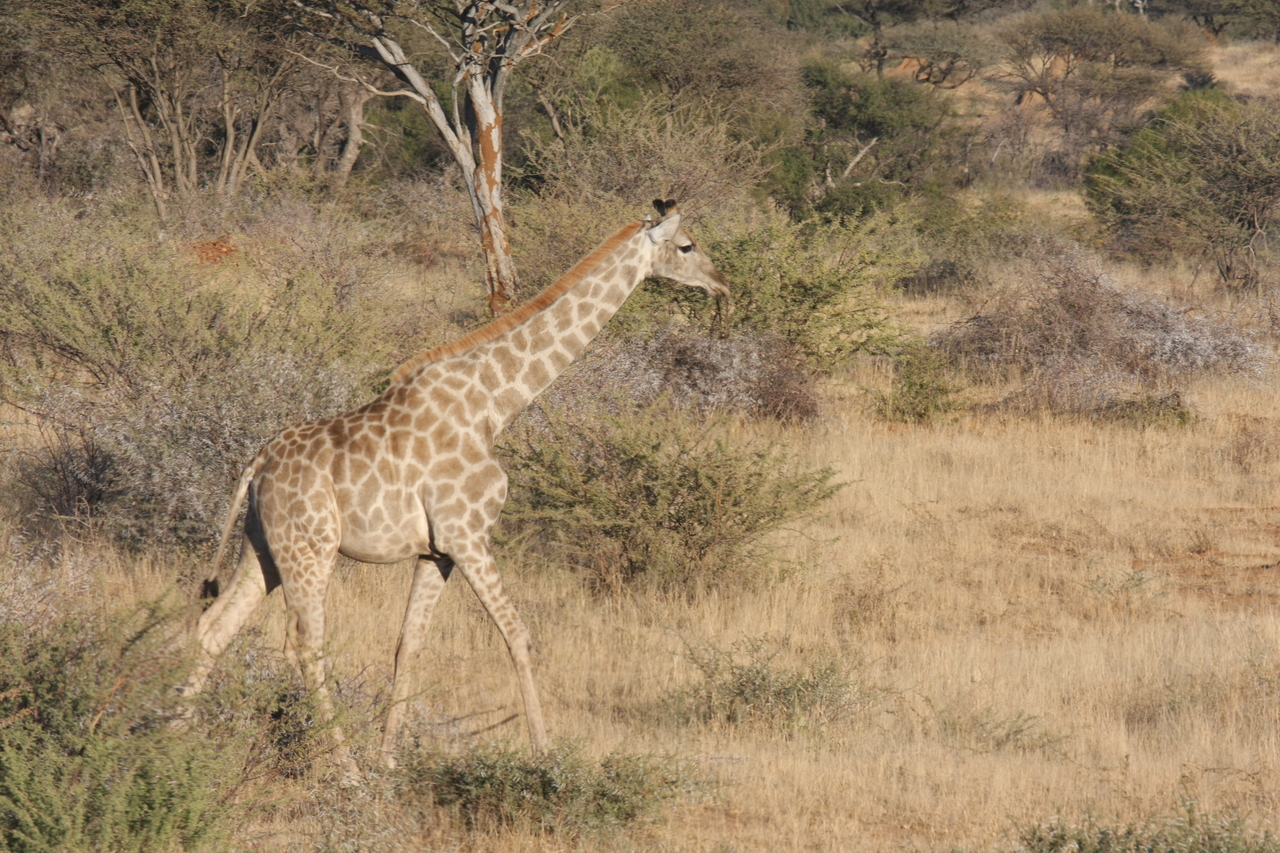 [583] 2016_06_22_02_15_44_Africa_Canon_EOS_40D_IMG__07489.jpg