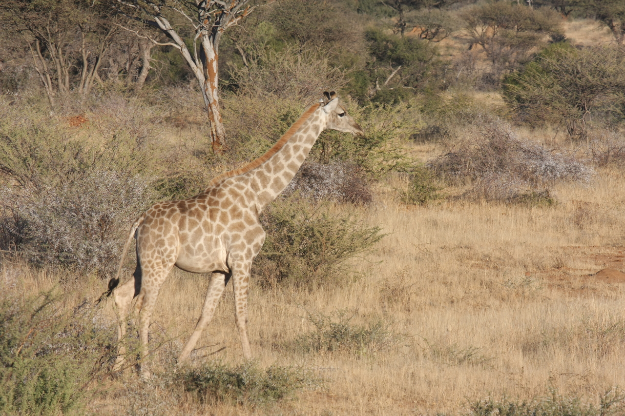 [584] 2016_06_22_02_15_44_Africa_Canon_EOS_40D_IMG__07490.jpg