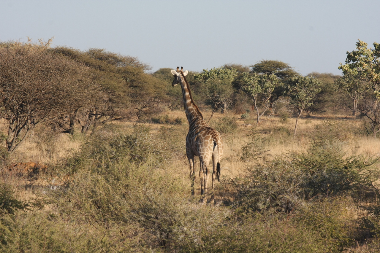 [587] 2016_06_22_02_15_55_Africa_Canon_EOS_40D_IMG__07491.jpg