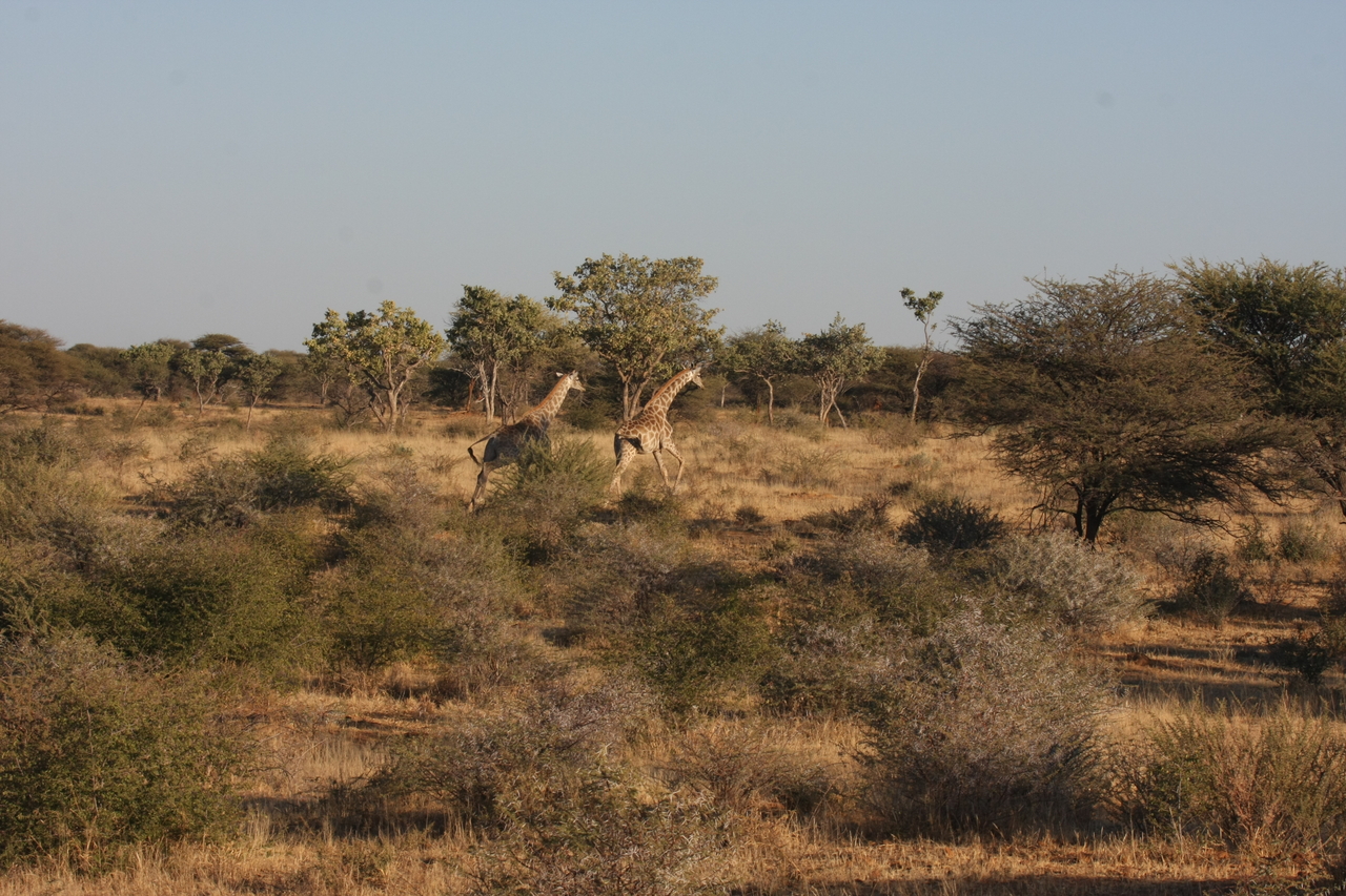 [597] 2016_06_22_02_16_27_Africa_Canon_EOS_40D_IMG__00047.jpg