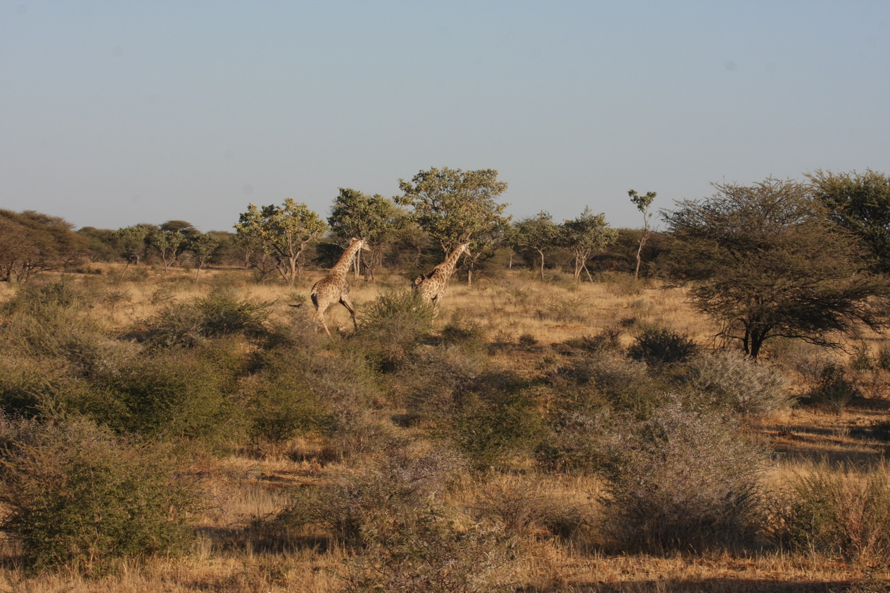 [599] 2016_06_22_02_16_27_Africa_Canon_EOS_40D_IMG__07493.jpg