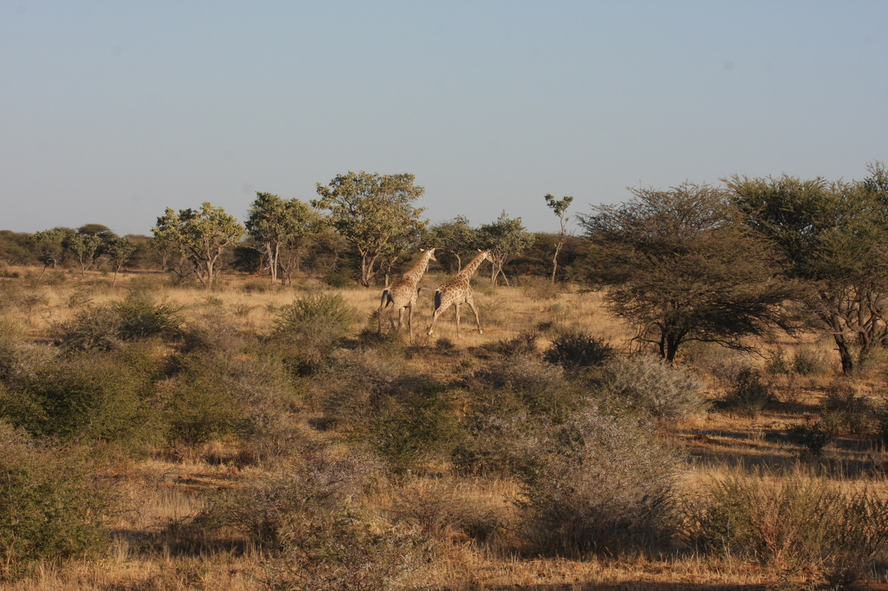 [604] 2016_06_22_02_16_28_Africa_Canon_EOS_40D_IMG__07496.jpg