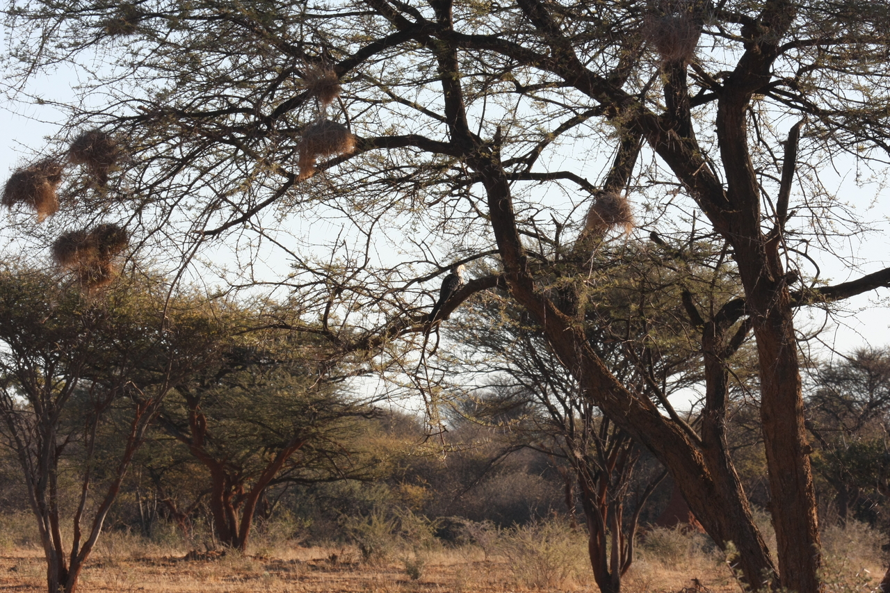 [638] 2016_06_22_02_23_06_Africa_Canon_EOS_40D_IMG__00040.jpg