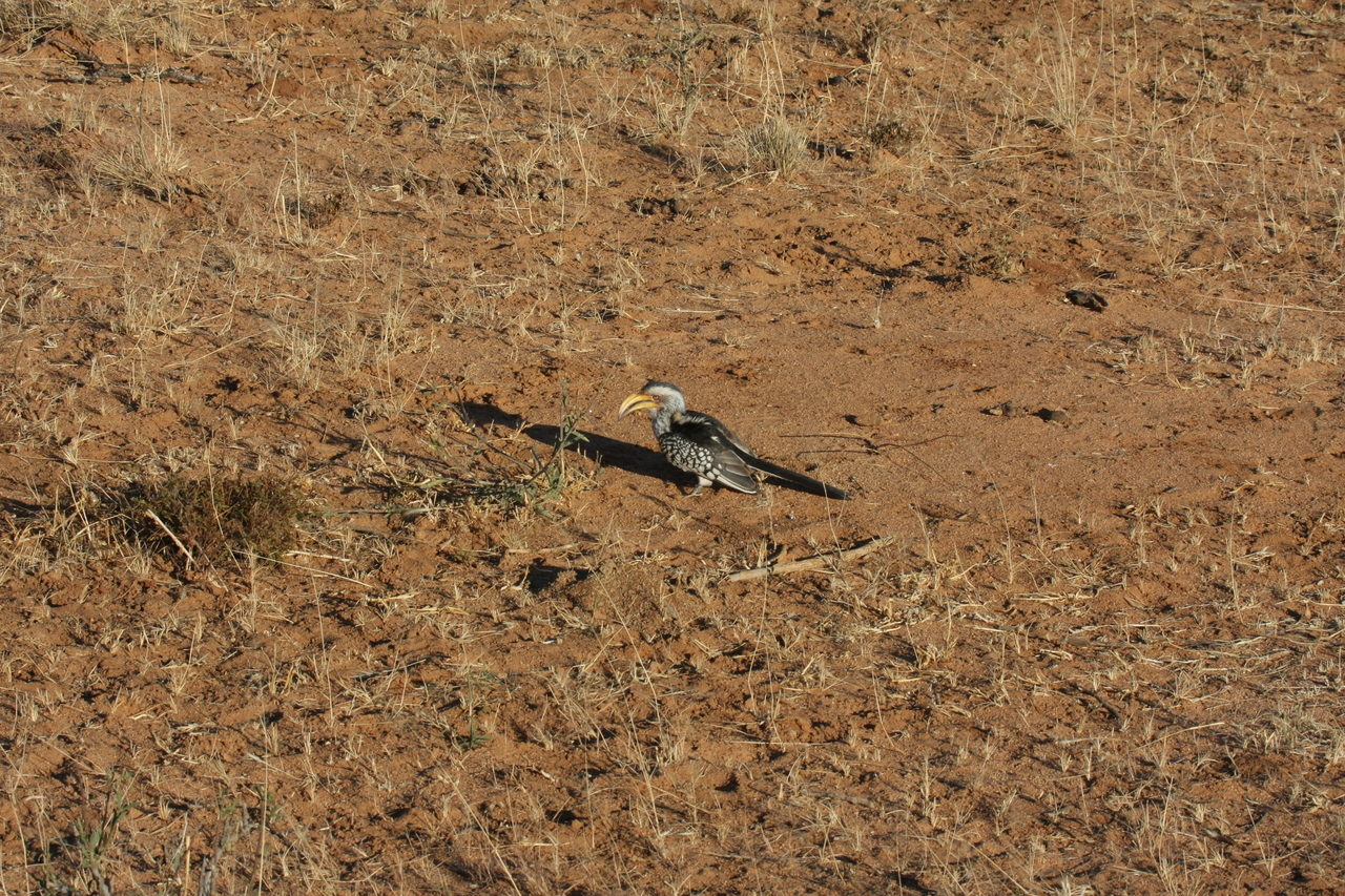 [654] 2016_06_22_02_25_34_Africa_Canon_EOS_40D_IMG__00046.jpg