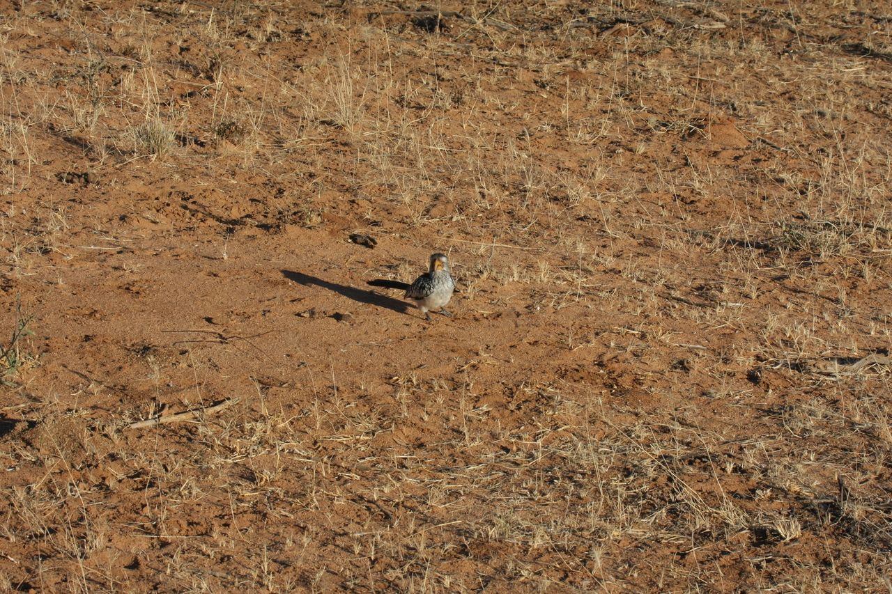 [667] 2016_06_22_02_25_49_Africa_Canon_EOS_40D_IMG__07515.jpg