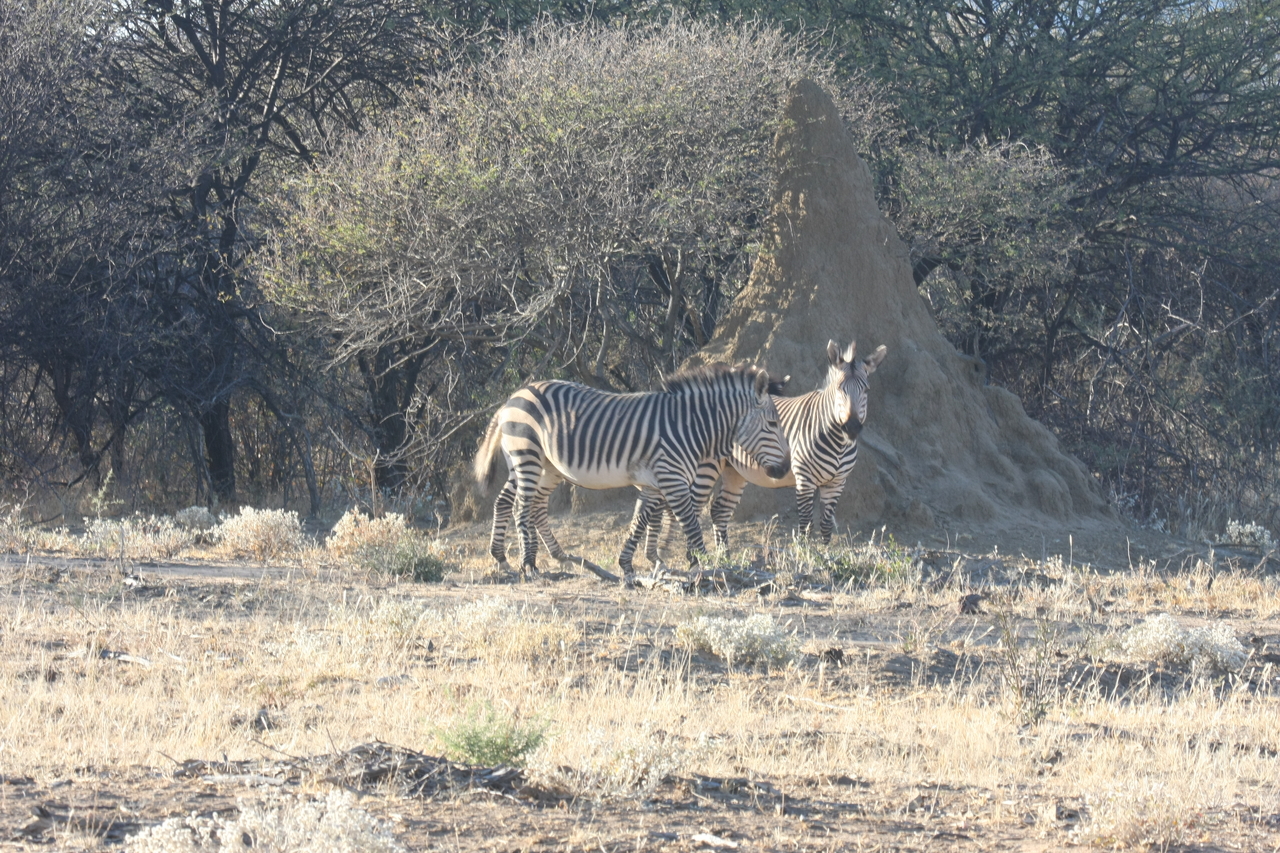 [695] 2016_06_22_02_32_40_Africa_Canon_EOS_40D_IMG__00072.jpg