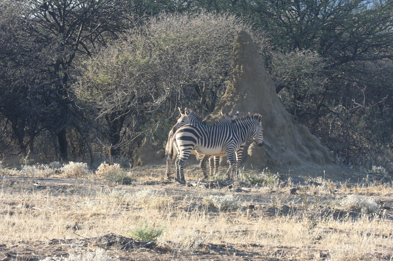 [698] 2016_06_22_02_32_43_Africa_Canon_EOS_40D_IMG__00054.jpg
