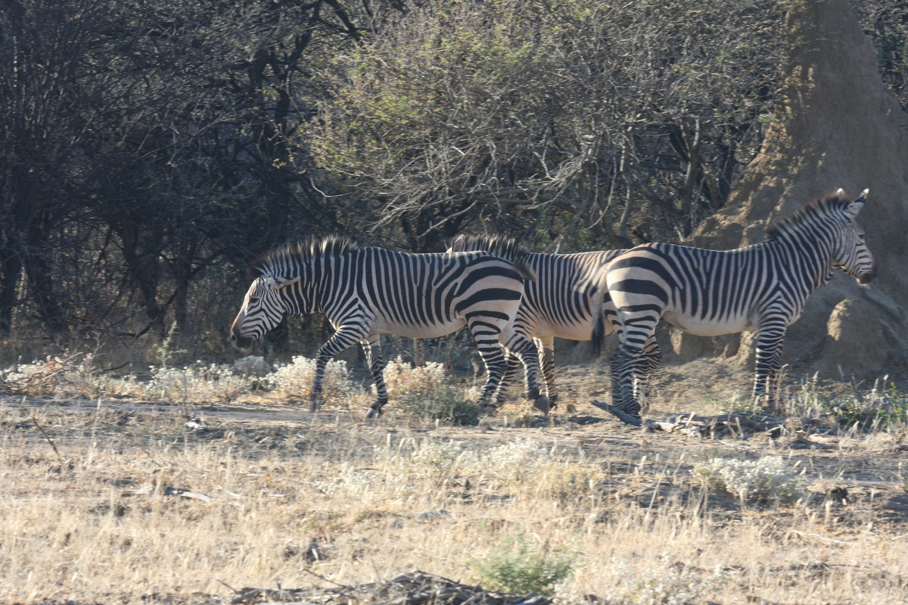 [705] 2016_06_22_02_32_50_Africa_Canon_EOS_40D_IMG__00057.jpg