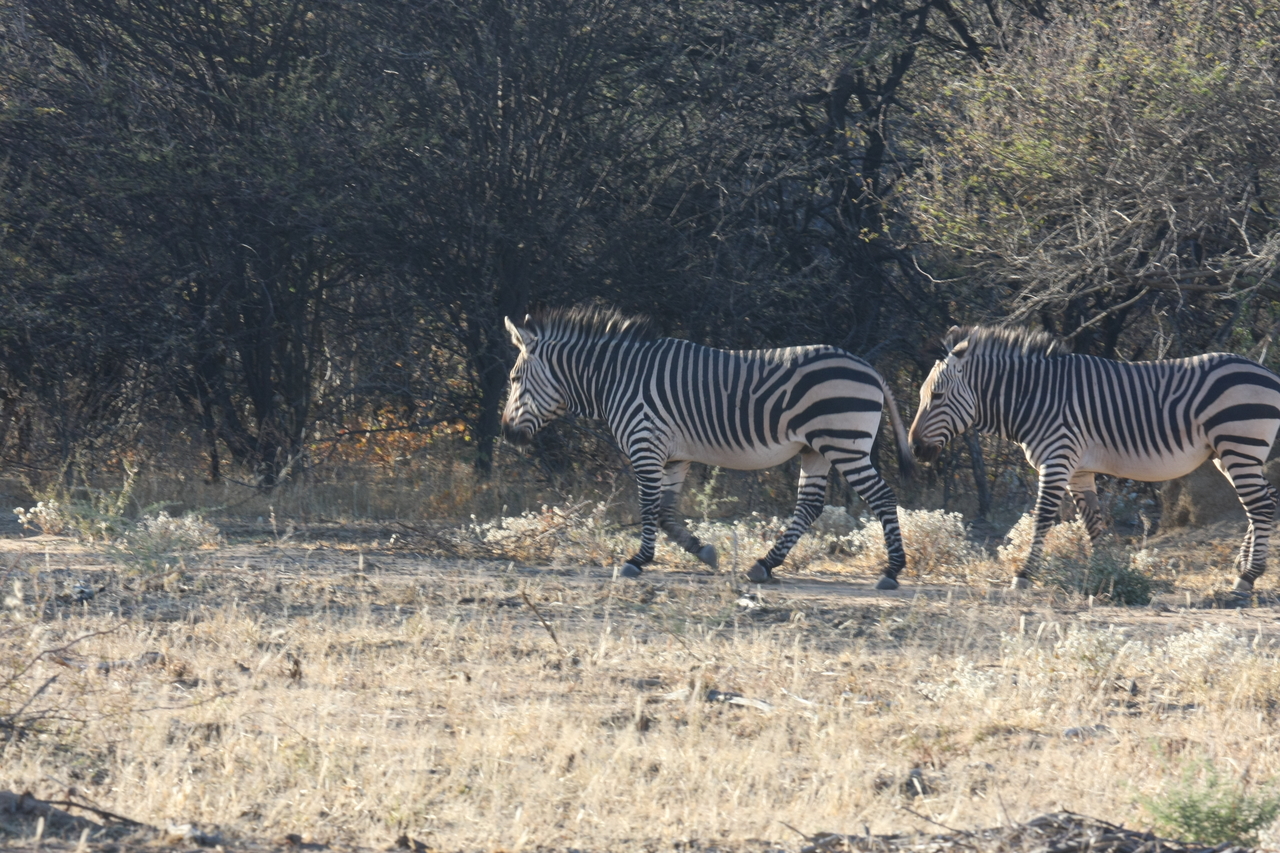 [713] 2016_06_22_02_32_52_Africa_Canon_EOS_40D_IMG__00059.jpg