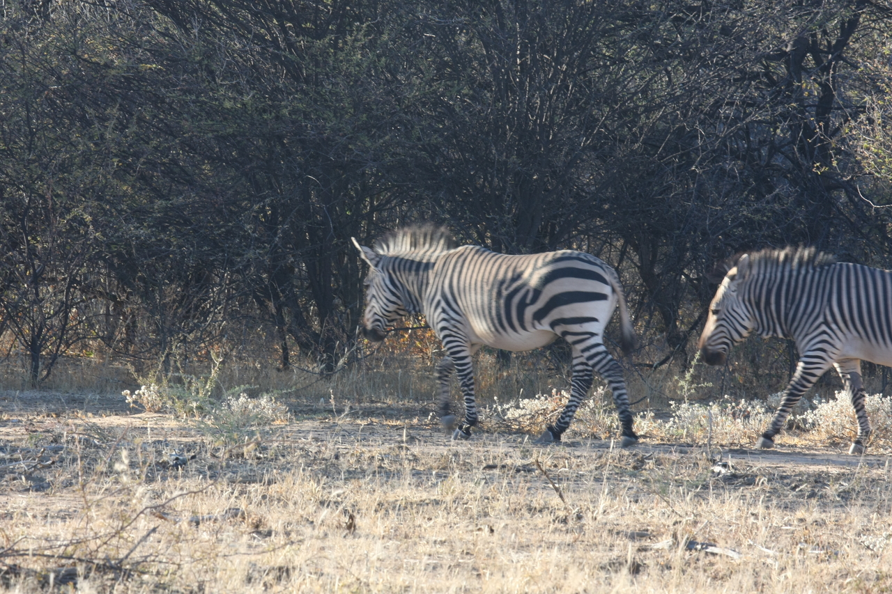 [718] 2016_06_22_02_32_53_Africa_Canon_EOS_40D_IMG__07526.jpg