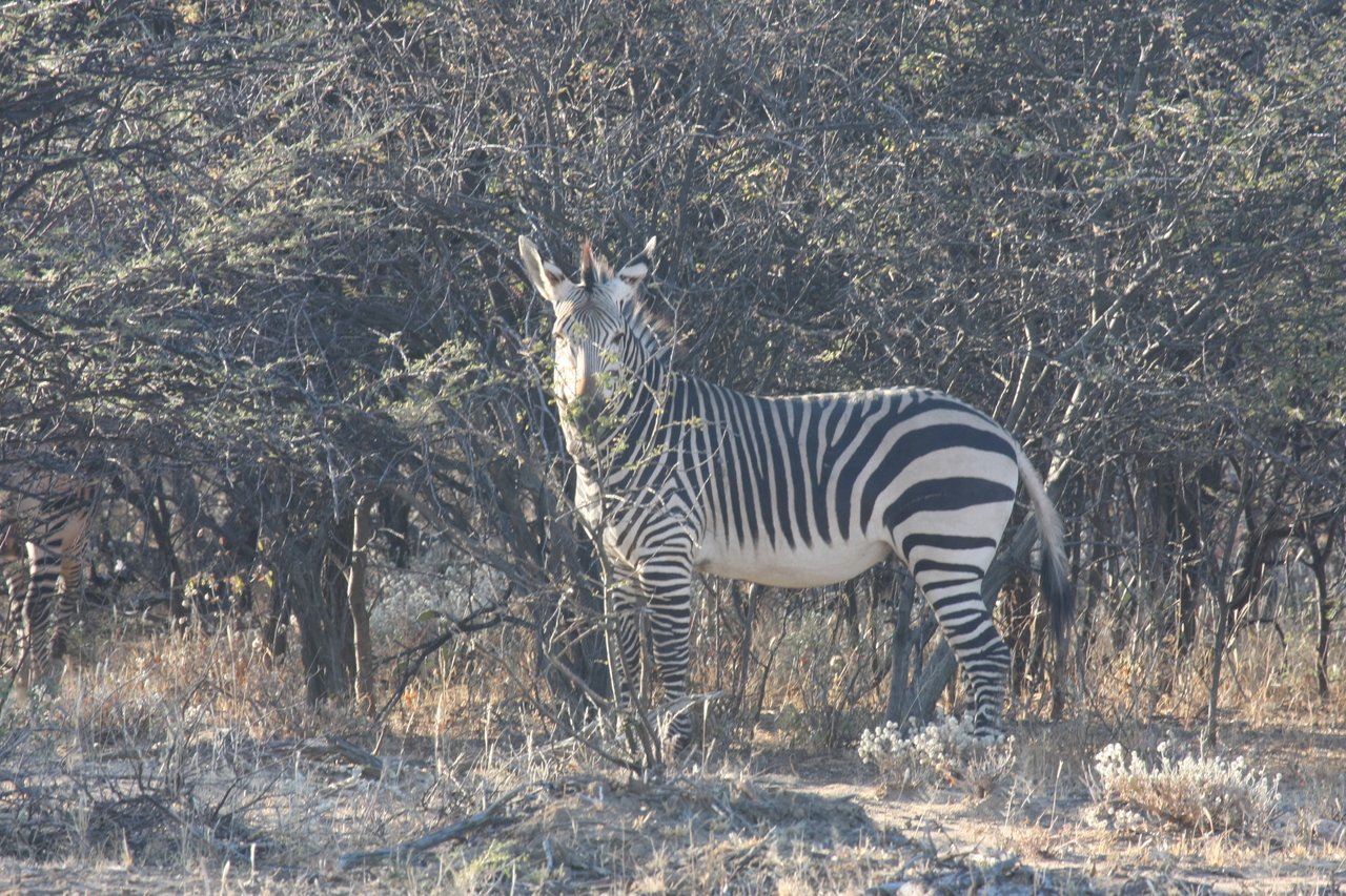 [724] 2016_06_22_02_33_15_Africa_Canon_EOS_40D_IMG__07528.jpg