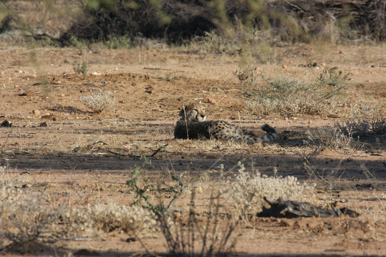 [732] 2016_06_22_02_43_16_Africa_Canon_EOS_40D_IMG__00066.jpg