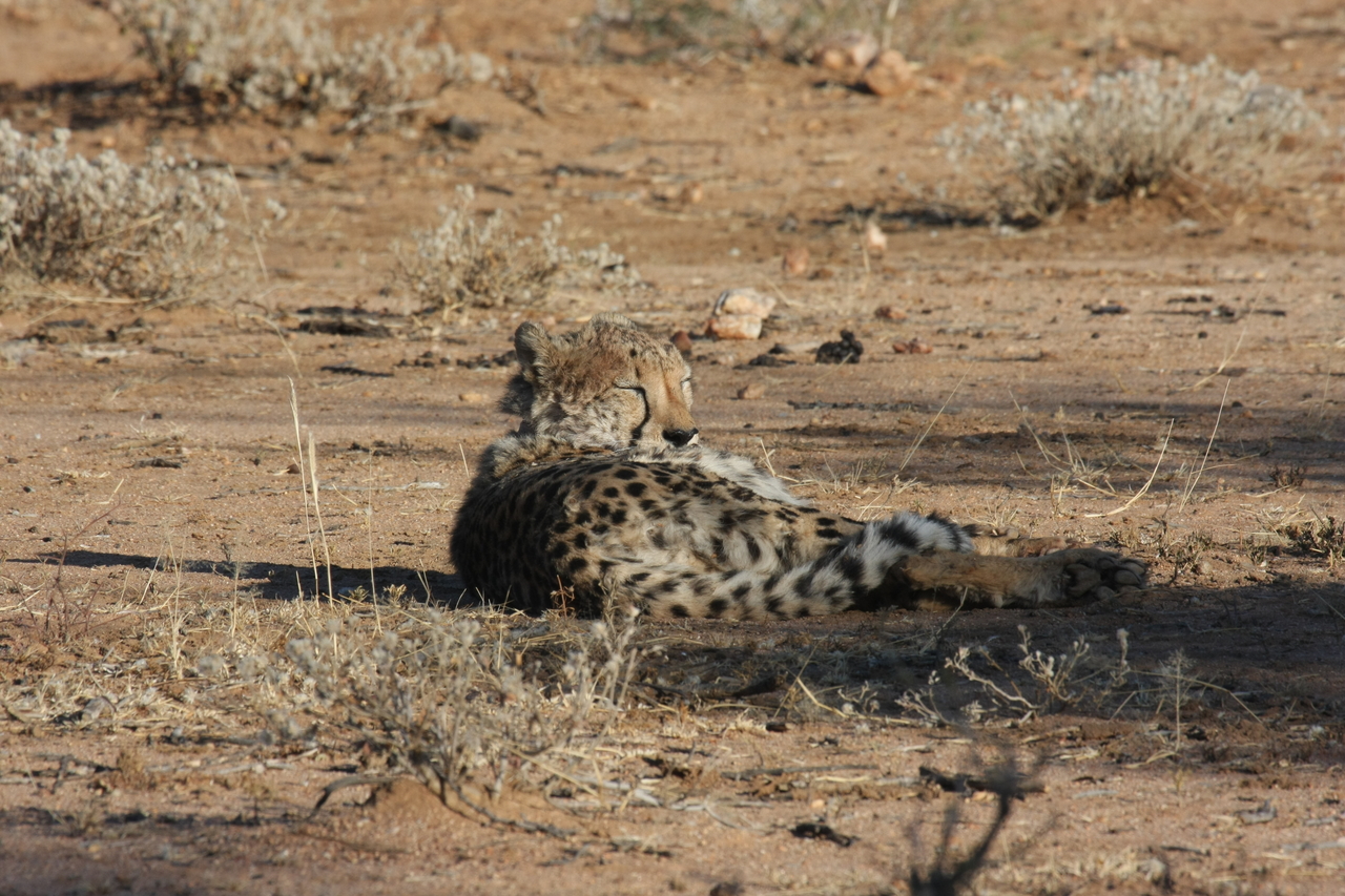 [777] 2016_06_22_02_45_05_Africa_Canon_EOS_40D_IMG__07545.jpg