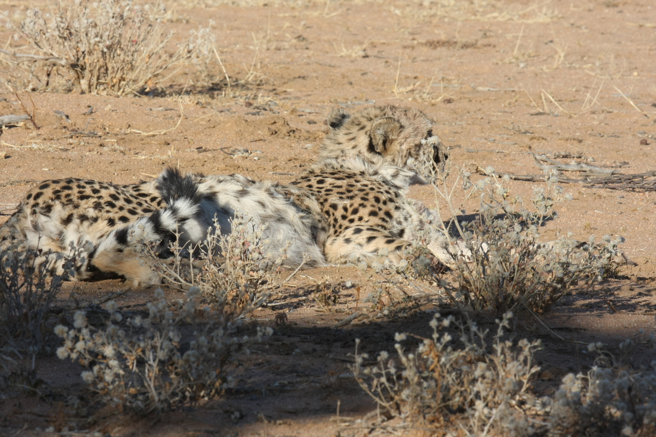 [888] 2016_06_22_02_47_41_Africa_Canon_EOS_40D_IMG__00136.jpg