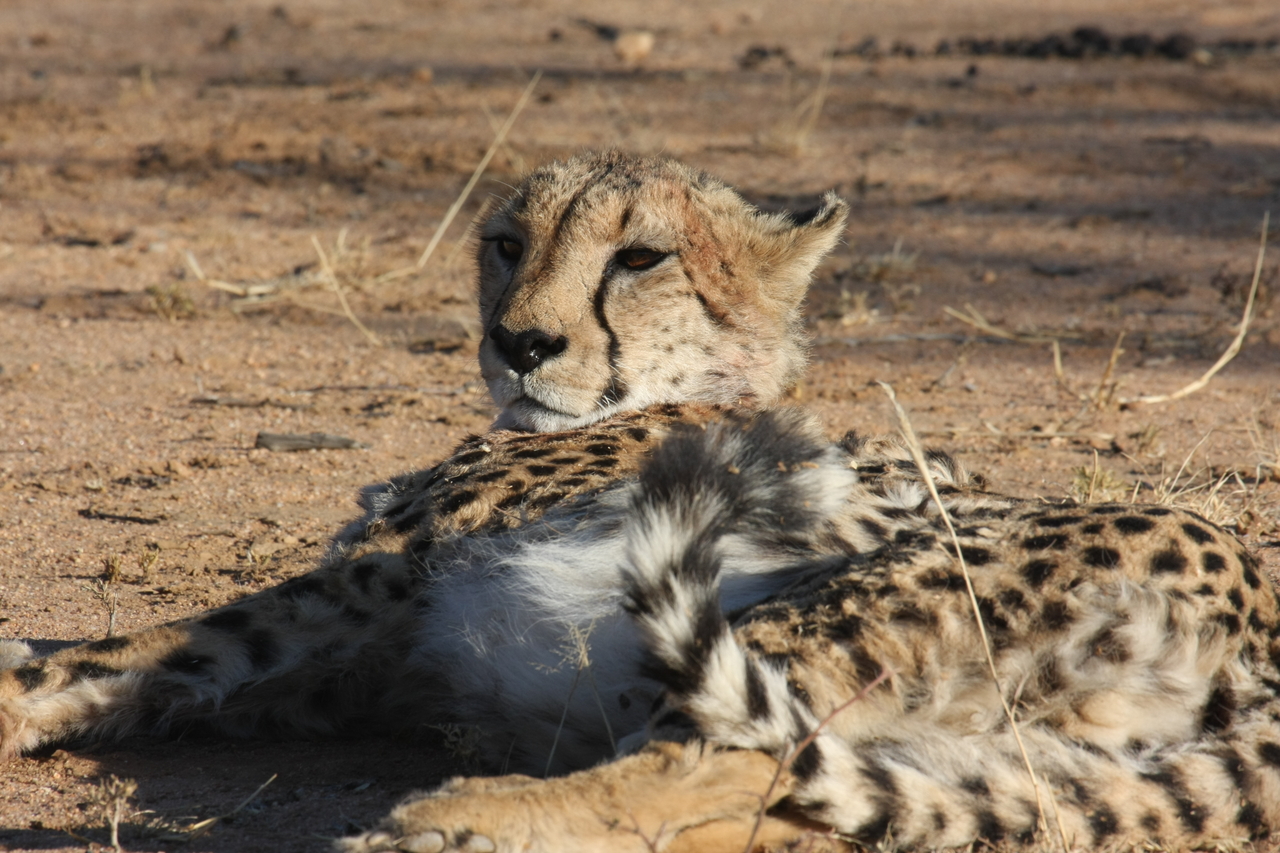 [909] 2016_06_22_02_48_47_Africa_Canon_EOS_40D_IMG__00123.jpg