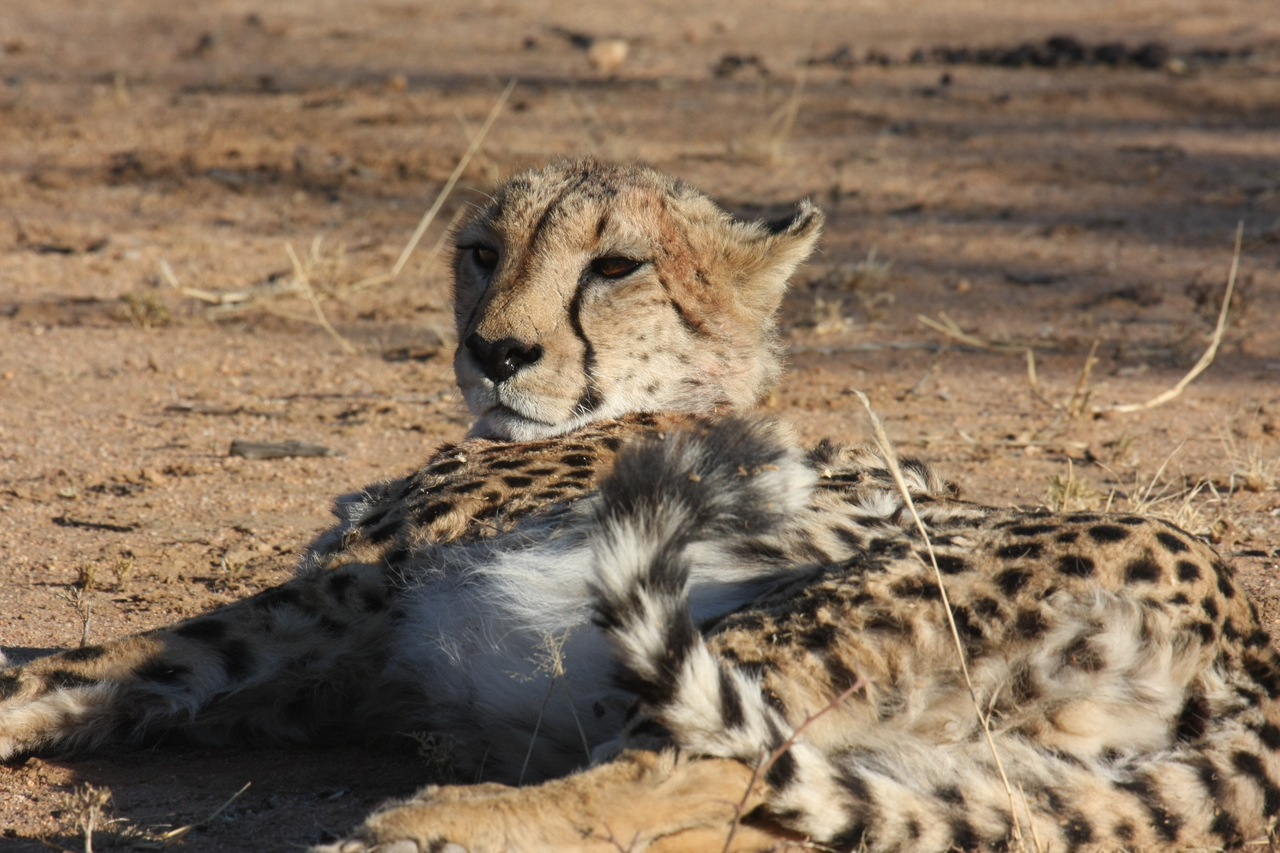 [914] 2016_06_22_02_48_47_Africa_Canon_EOS_40D_IMG__07590.jpg