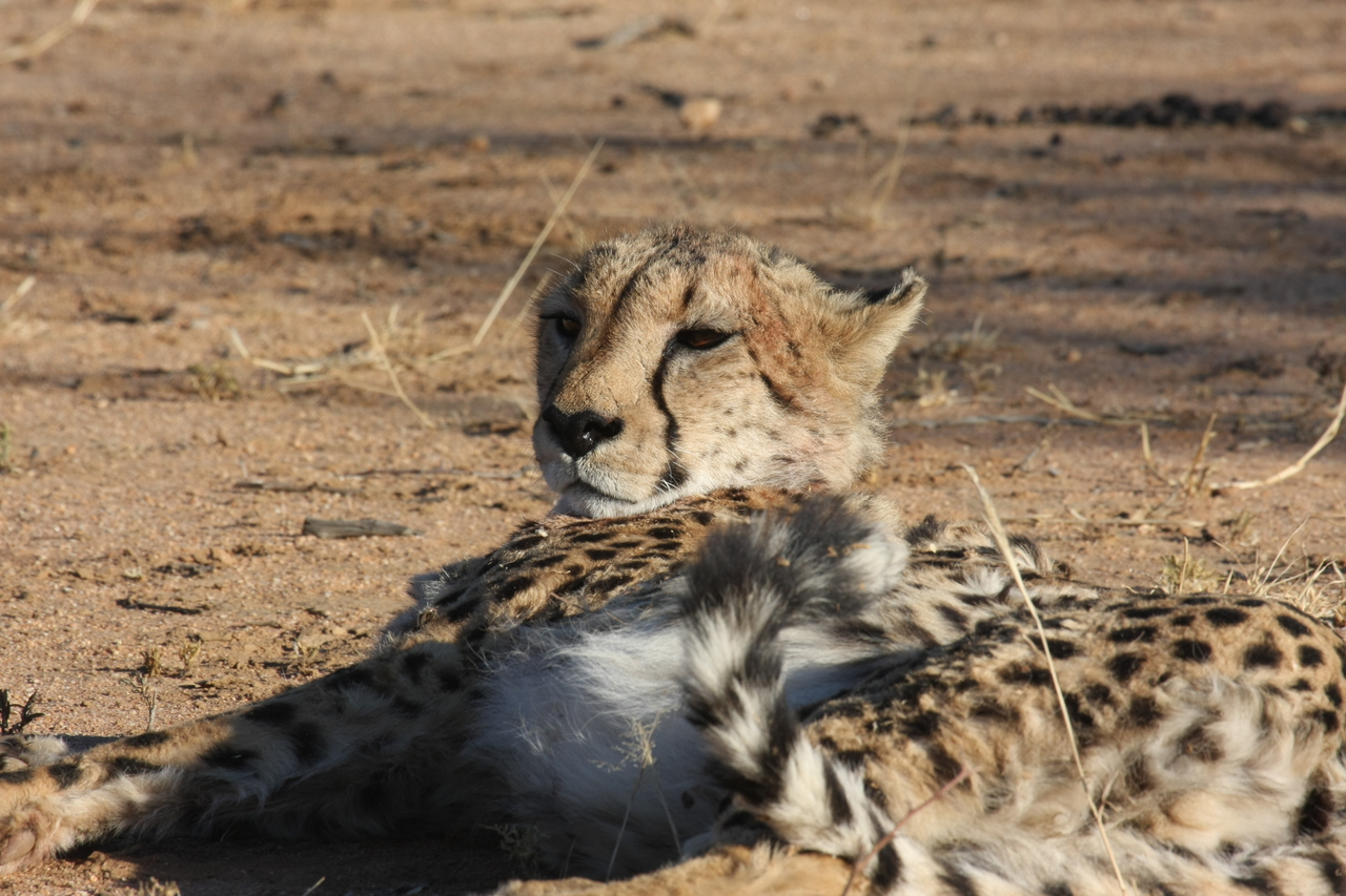 [918] 2016_06_22_02_48_49_Africa_Canon_EOS_40D_IMG__00145.jpg