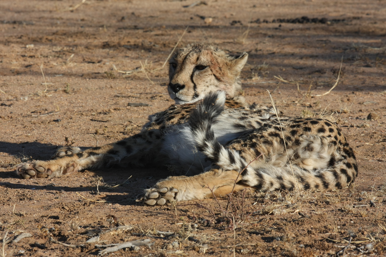 [945] 2016_06_22_02_49_18_Africa_Canon_EOS_40D_IMG__07597.jpg