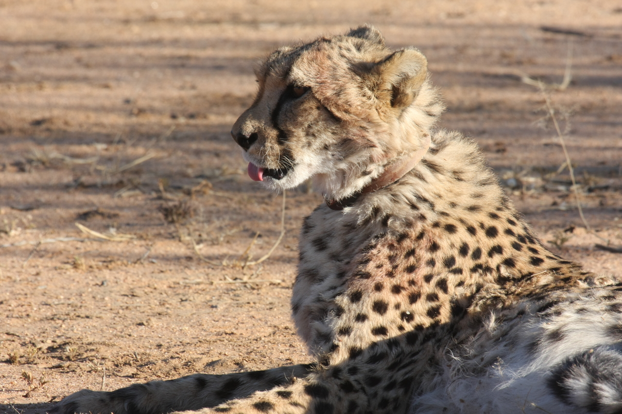 [1020] 2016_06_22_02_51_02_Africa_Canon_EOS_40D_IMG__00176.jpg