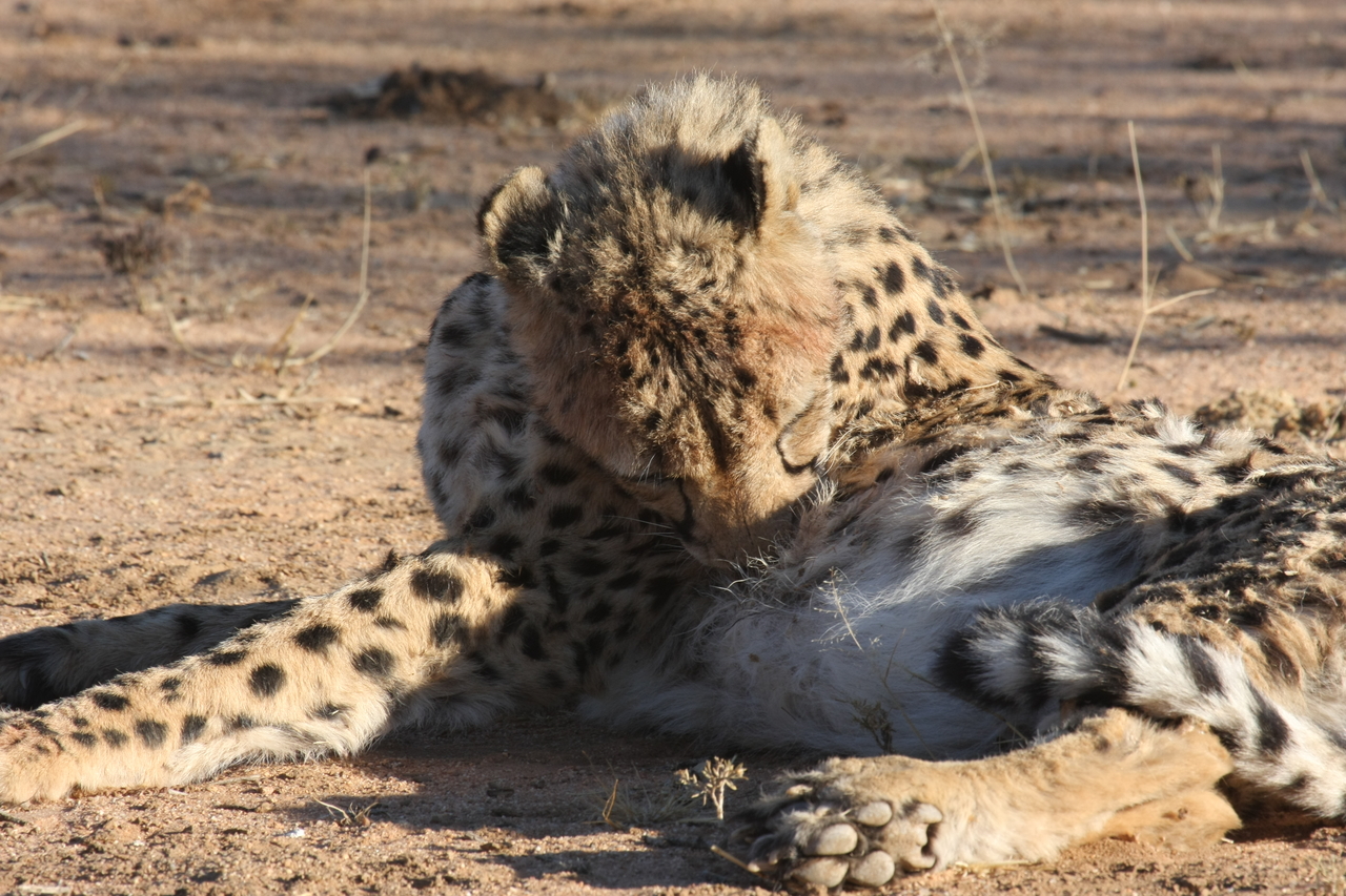 [1031] 2016_06_22_02_51_27_Africa_Canon_EOS_40D_IMG__00161.jpg