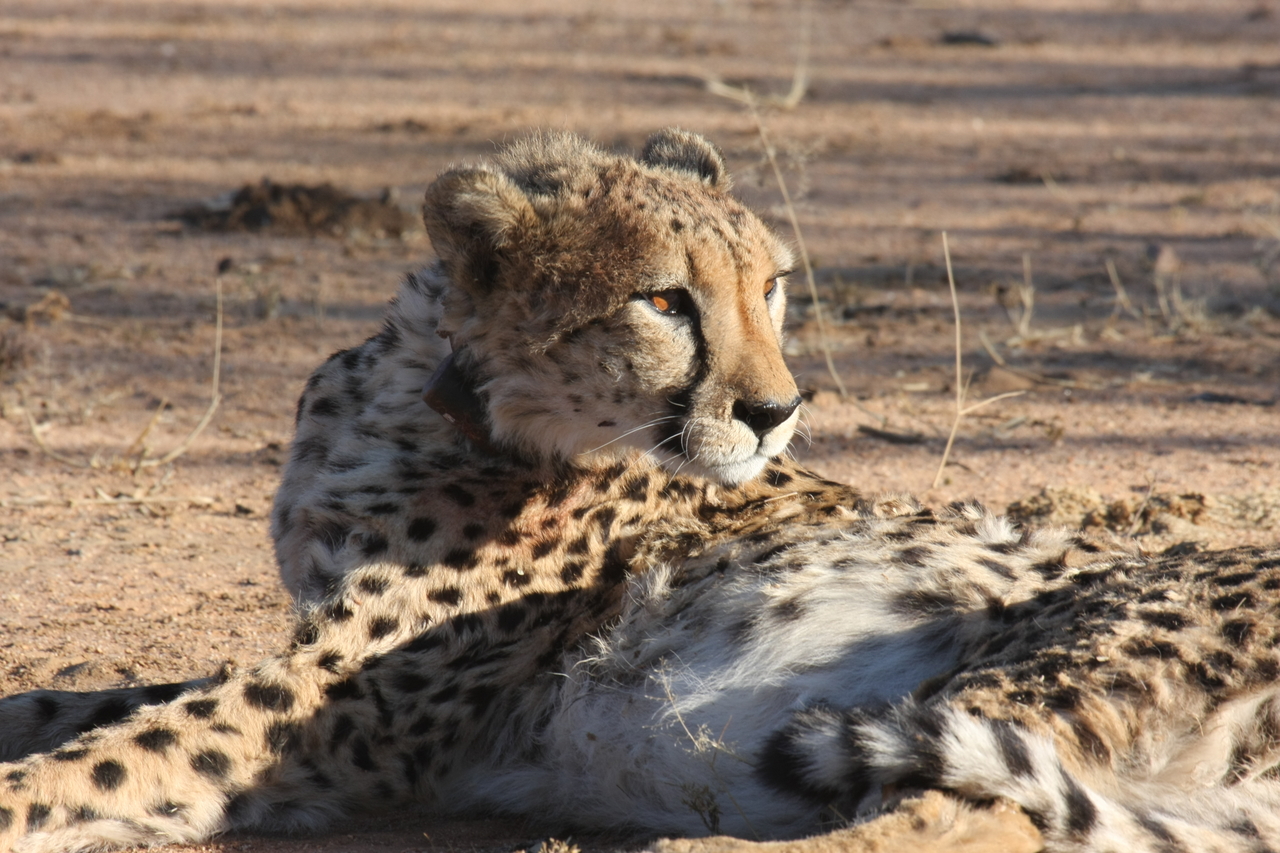 [1035] 2016_06_22_02_51_39_Africa_Canon_EOS_40D_IMG__00163.jpg