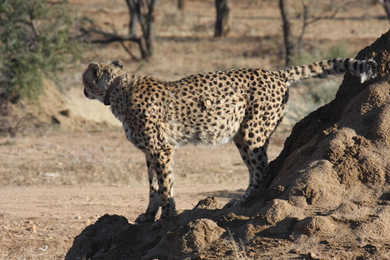 [1078] 2016_06_22_02_54_09_Africa_Canon_EOS_40D_IMG__00174.jpg