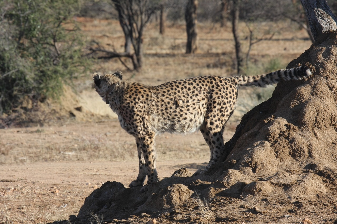 [1087] 2016_06_22_02_54_14_Africa_Canon_EOS_40D_IMG__07641.jpg