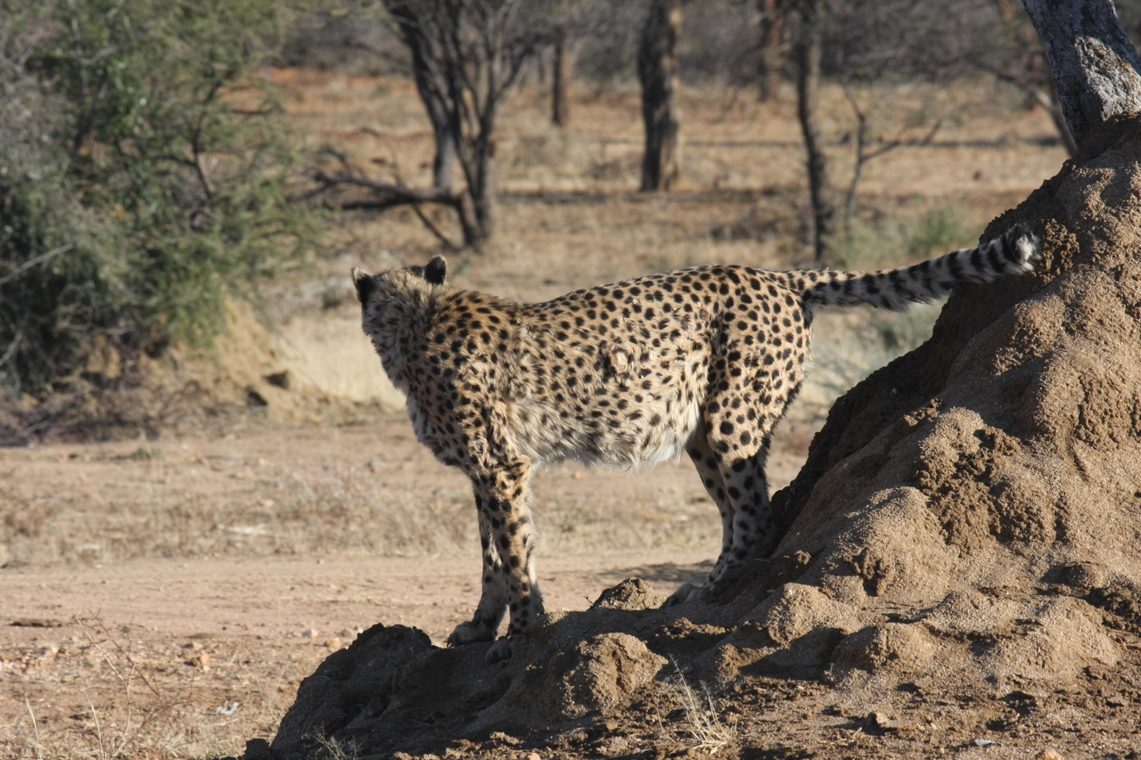 [1091] 2016_06_22_02_54_18_Africa_Canon_EOS_40D_IMG__07643.jpg