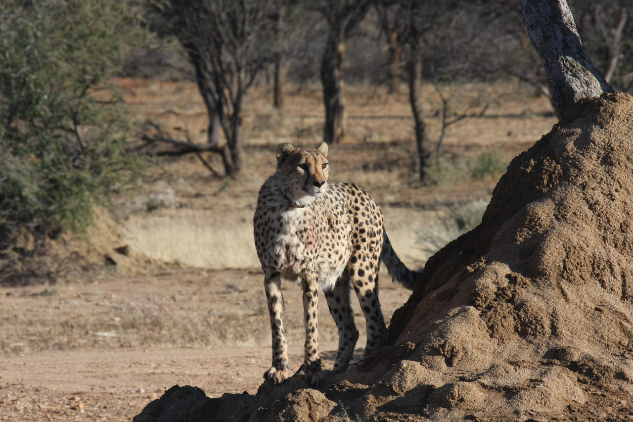 [1103] 2016_06_22_02_54_27_Africa_Canon_EOS_40D_IMG__07647.jpg