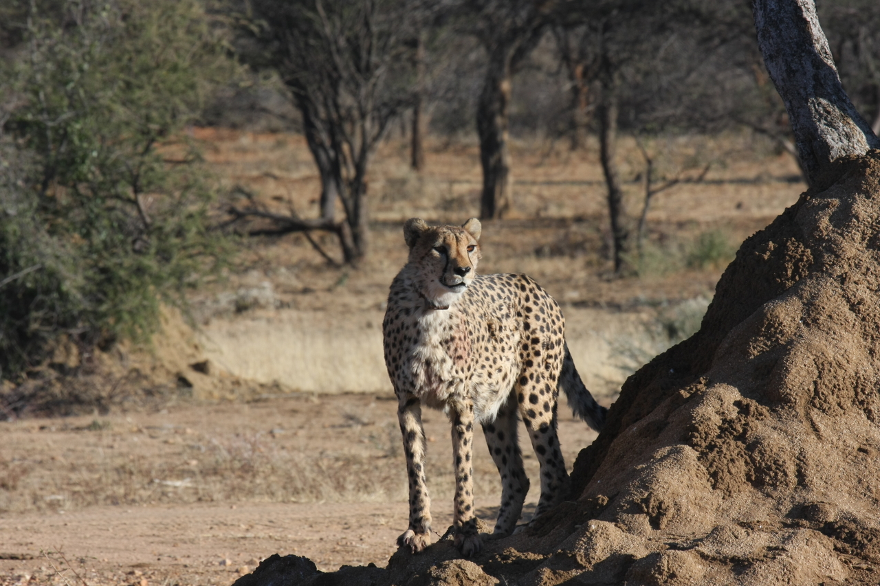 [1109] 2016_06_22_02_54_28_Africa_Canon_EOS_40D_IMG__00203.jpg