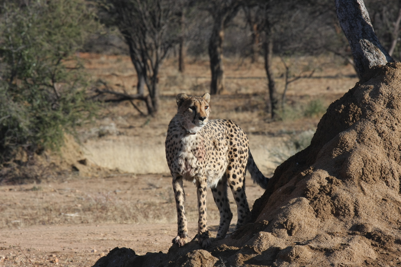 [1110] 2016_06_22_02_54_28_Africa_Canon_EOS_40D_IMG__07648.jpg
