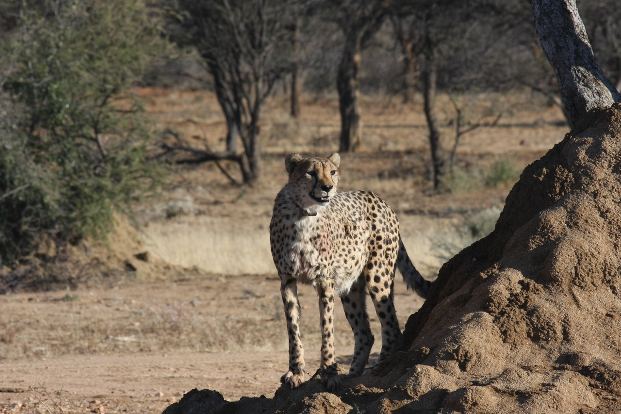 [1111] 2016_06_22_02_54_28_Africa_Canon_EOS_40D_IMG__07649.jpg