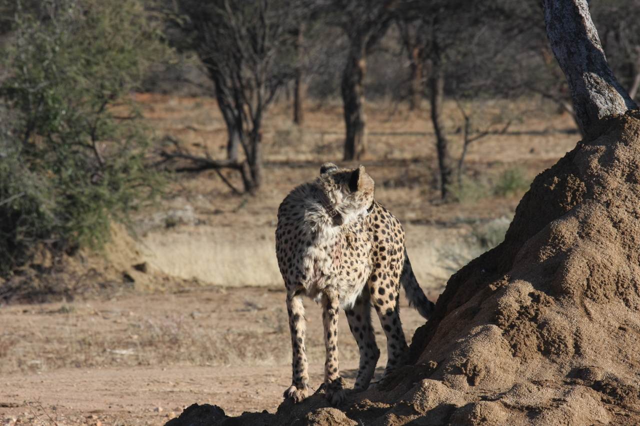 [1114] 2016_06_22_02_54_32_Africa_Canon_EOS_40D_IMG__00186.jpg