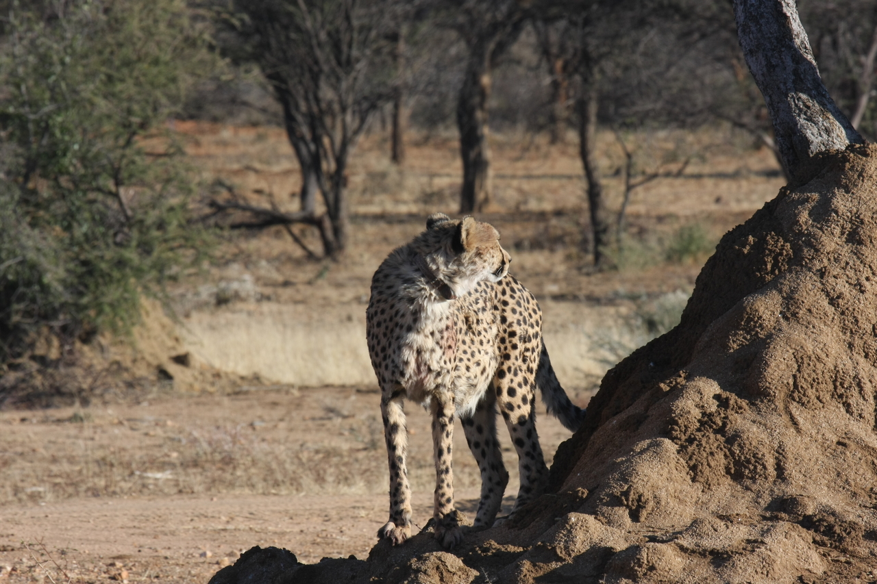 [1117] 2016_06_22_02_54_32_Africa_Canon_EOS_40D_IMG__07651.jpg