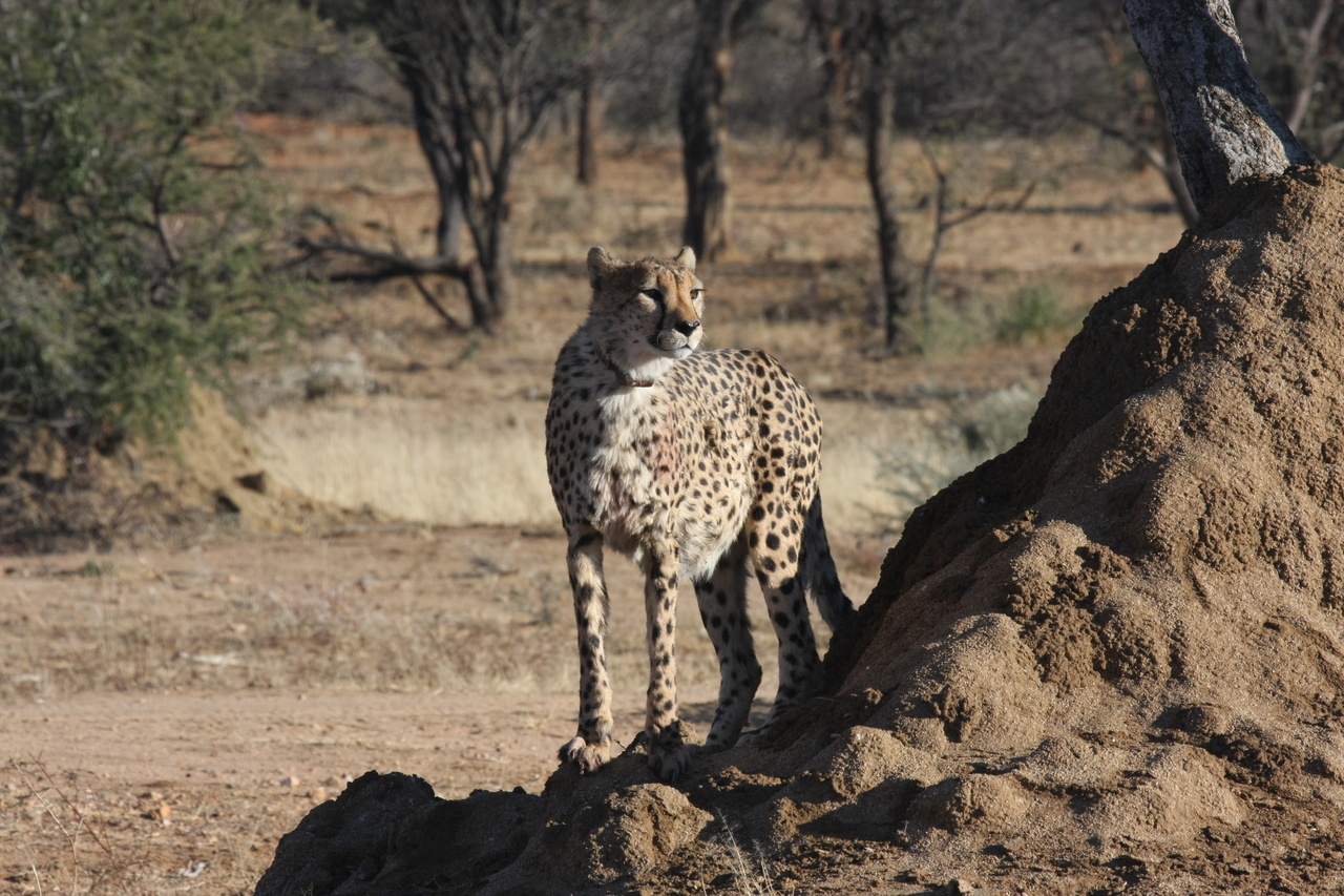 [1125] 2016_06_22_02_54_52_Africa_Canon_EOS_40D_IMG__00189.jpg