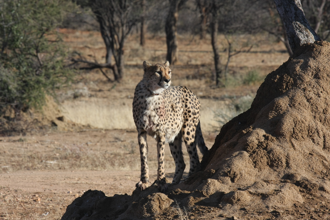 [1132] 2016_06_22_02_54_52_Africa_Canon_EOS_40D_IMG__07656.jpg