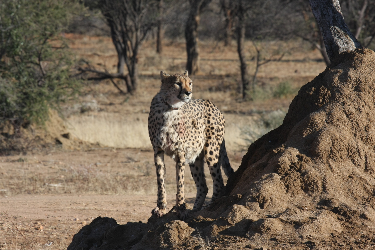 [1136] 2016_06_22_02_54_55_Africa_Canon_EOS_40D_IMG__07658.jpg