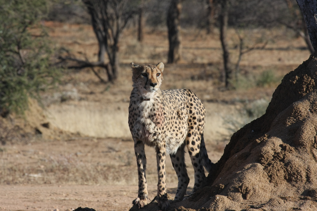 [1139] 2016_06_22_02_55_11_Africa_Canon_EOS_40D_IMG__00195.jpg