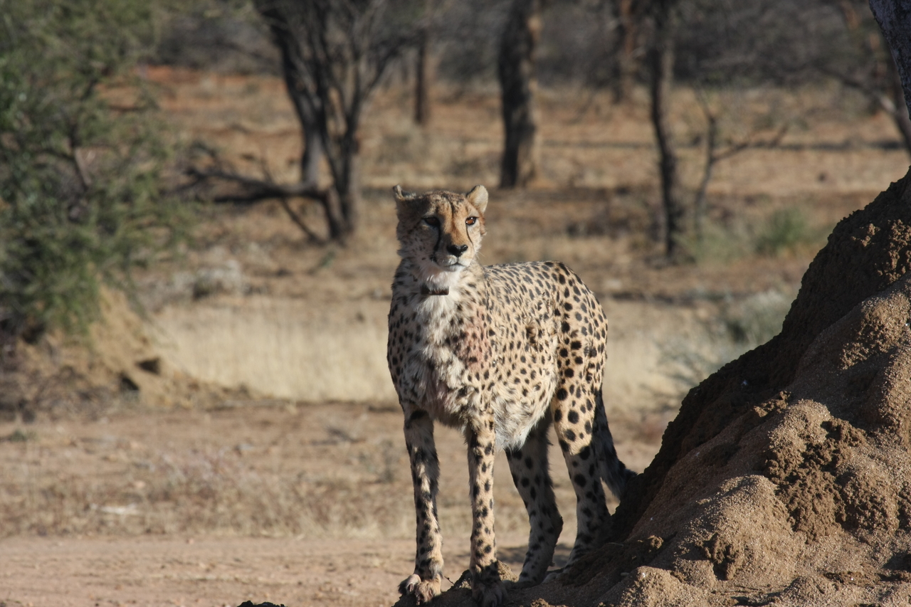 [1141] 2016_06_22_02_55_11_Africa_Canon_EOS_40D_IMG__00213.jpg