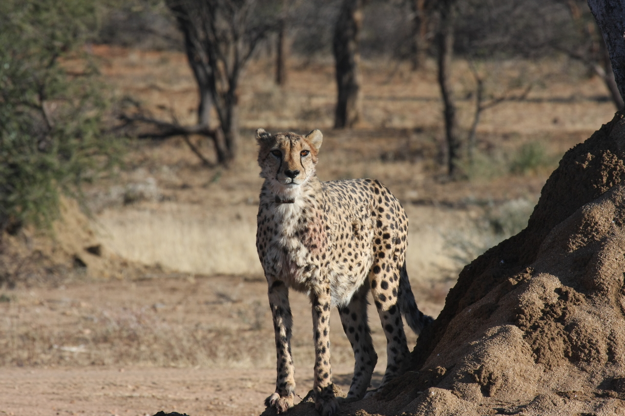 [1143] 2016_06_22_02_55_11_Africa_Canon_EOS_40D_IMG__07659.jpg