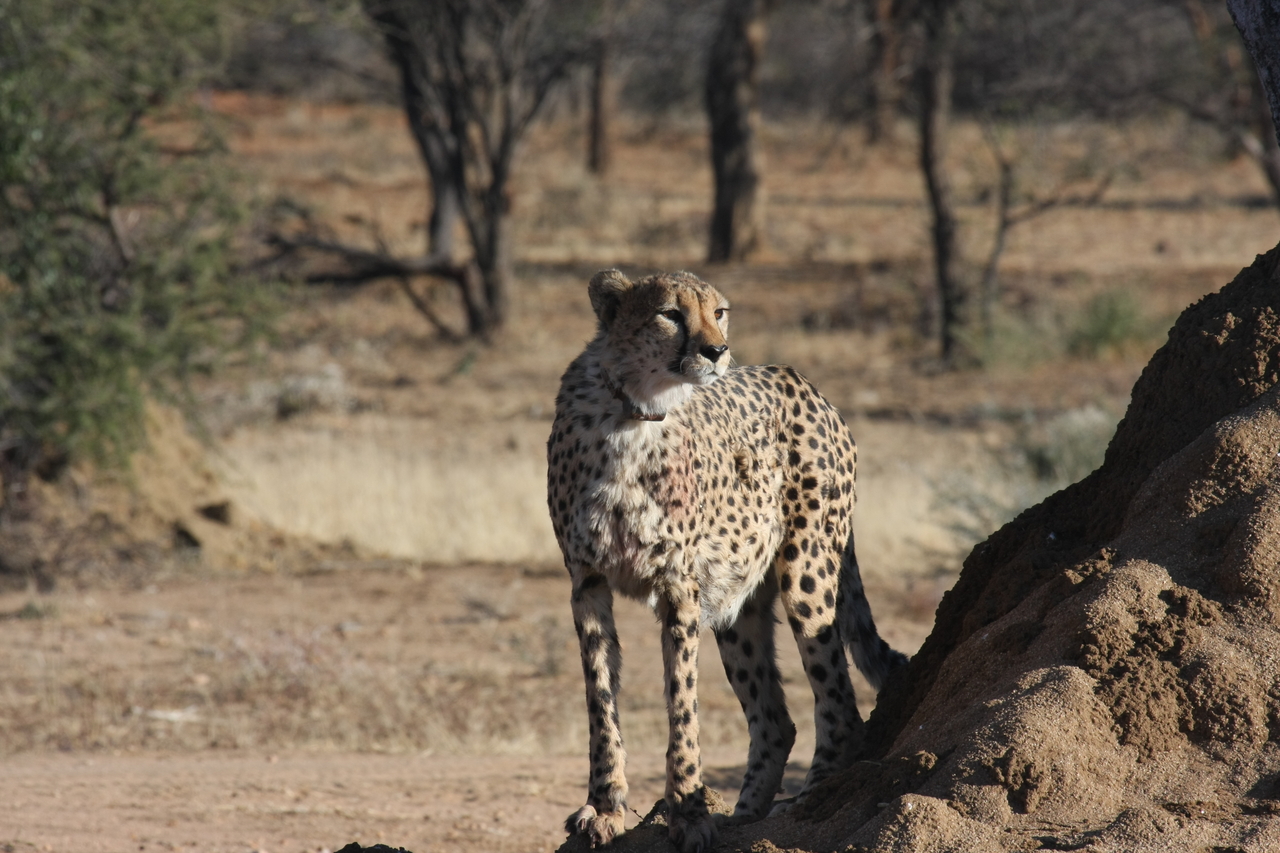 [1147] 2016_06_22_02_55_13_Africa_Canon_EOS_40D_IMG__00215.jpg