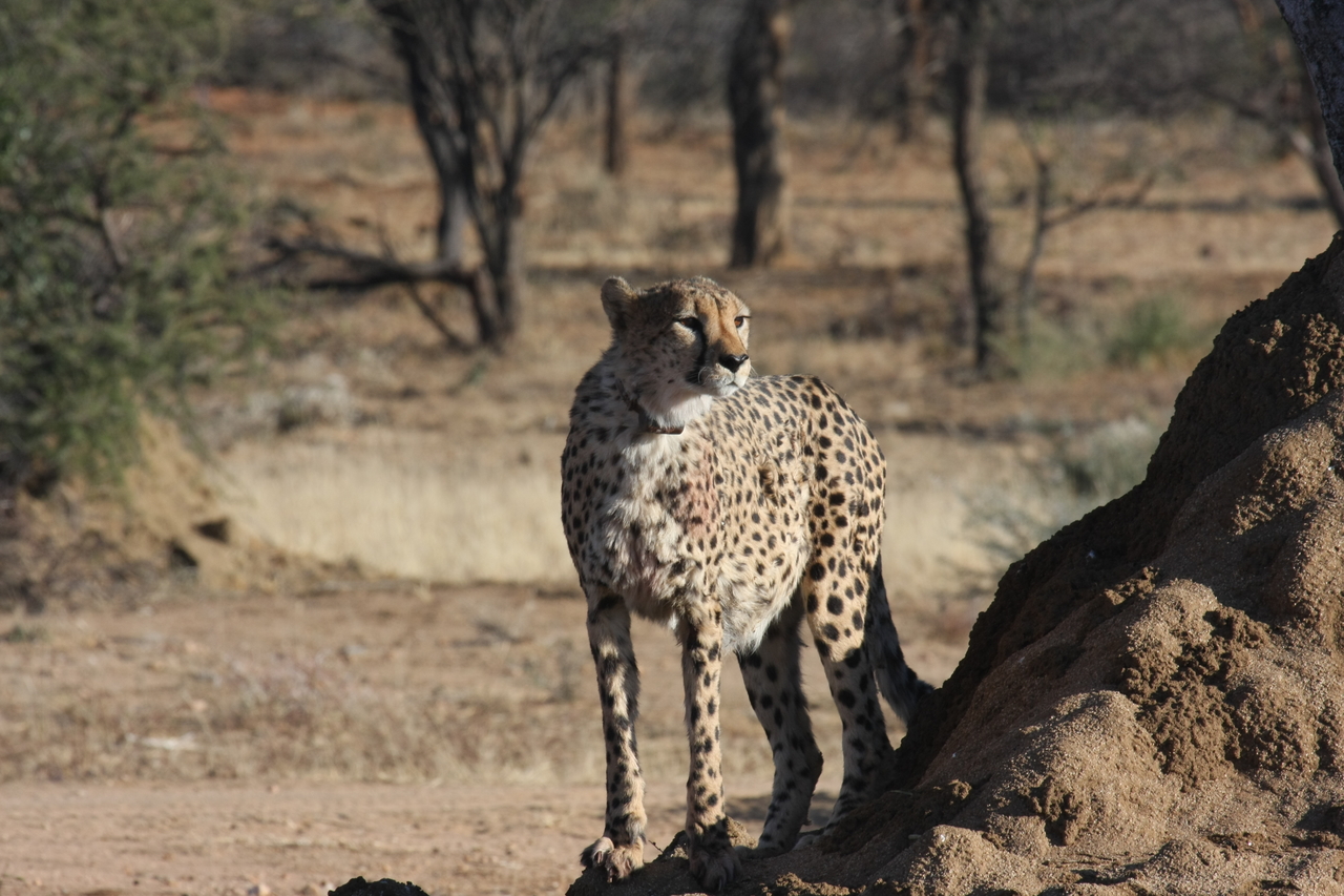 [1153] 2016_06_22_02_55_14_Africa_Canon_EOS_40D_IMG__07663.jpg