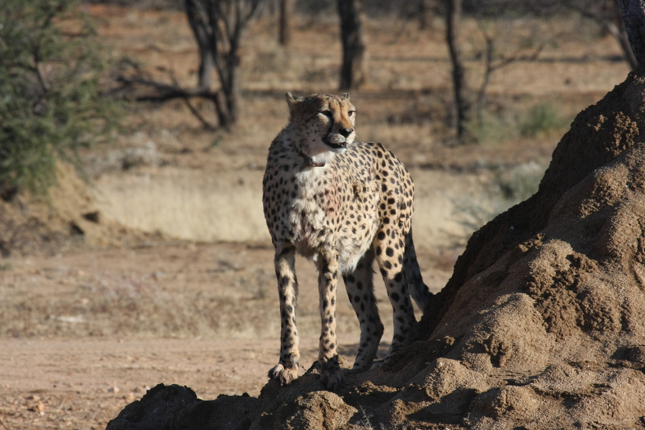 [1158] 2016_06_22_02_55_18_Africa_Canon_EOS_40D_IMG__00219.jpg