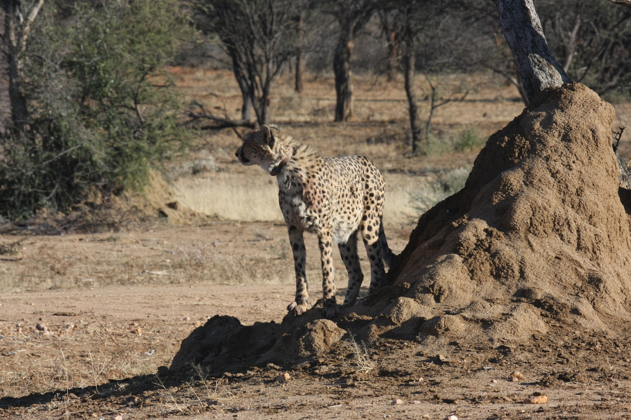 [1165] 2016_06_22_02_55_29_Africa_Canon_EOS_40D_IMG__00201.jpg