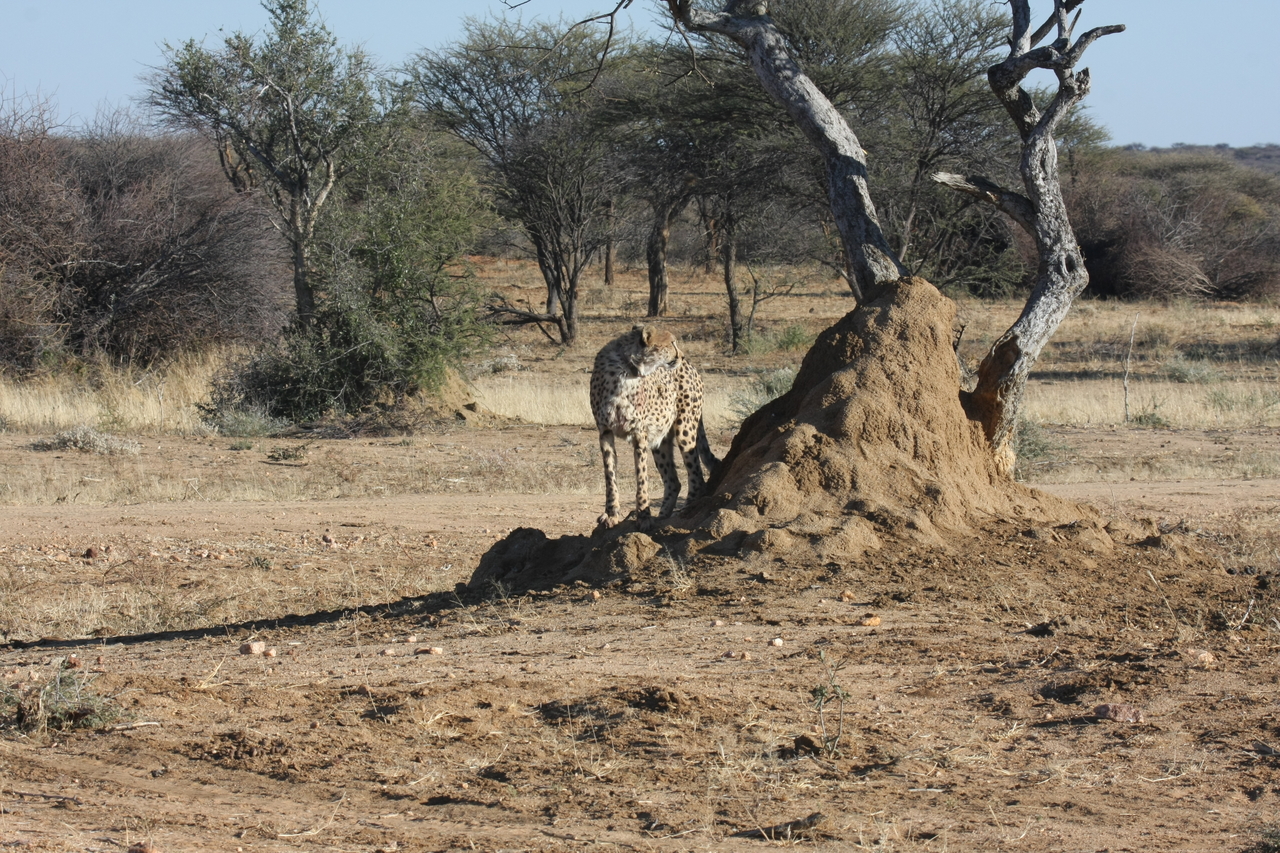 [1176] 2016_06_22_02_55_40_Africa_Canon_EOS_40D_IMG__00223.jpg